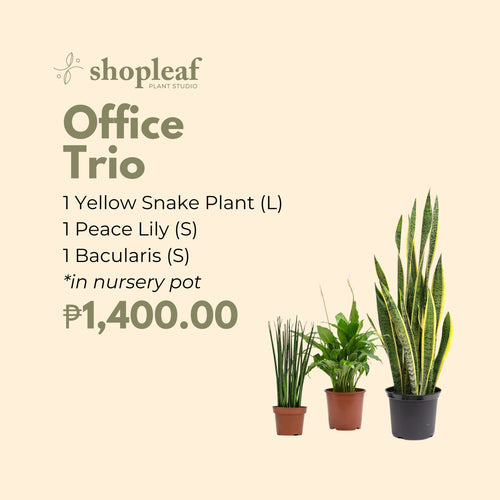 Office Trio