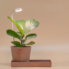 将图片加载到图库查看器，Sansi Pot Clip LED Grow Light 5 Watts With Timer