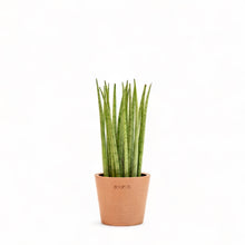 Load image into Gallery viewer, Sansevieria bunlue (XS) in Ecopots