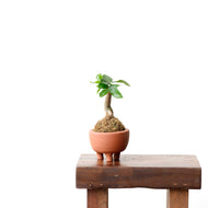Shopleaf Footed Terracotta Pot (S)