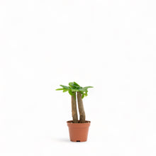 Load image into Gallery viewer, 2in1 Bonsai Money Plant (XXS) in Nursery Pot