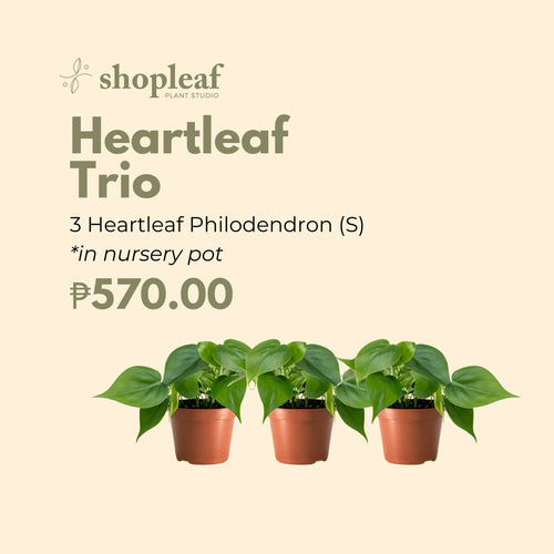 Heartleaf Philodendron Trio