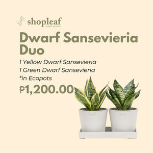 Dwarf Sansevieria Duo in Ecopots
