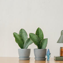 将图片加载到图库查看器，3in1 Whale Fin Sansevieria (S) in Ecopots