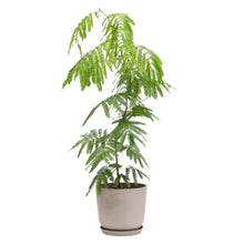 将图片加载到图库查看器，Everfresh Tree (M1) in Ecopots