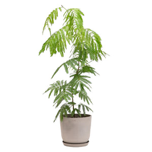 Everfresh Tree (M1) in Ecopots