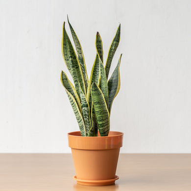 Yellow Snake Plant (S) in Shopleaf Color Pot