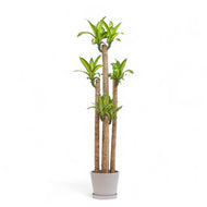 Fortune Plant (L) in Ecopots
