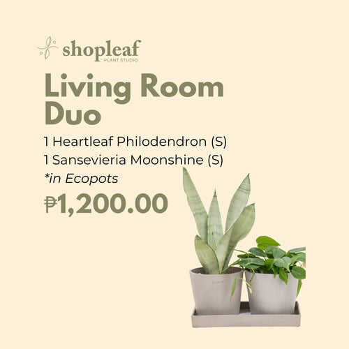 Living Room Duo in Ecopots