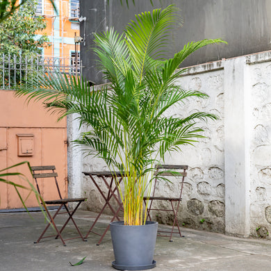 Butterfly Palm (L) in Ecopots