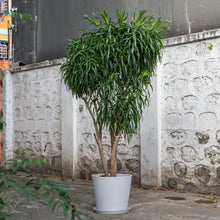 Load image into Gallery viewer, Dracaena Anita (XL) in Ecopots