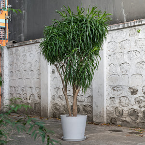 Dracaena Anita (XL) in Ecopots