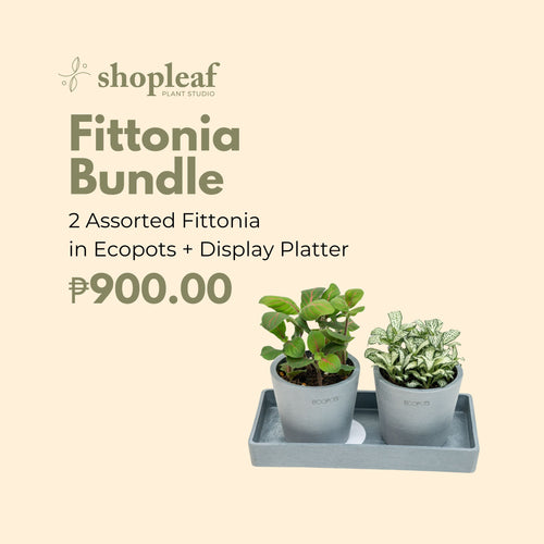 Fittonia Bundle in Ecopots