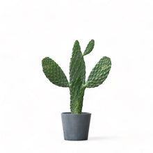 Load image into Gallery viewer, Opuntia in Ecopots