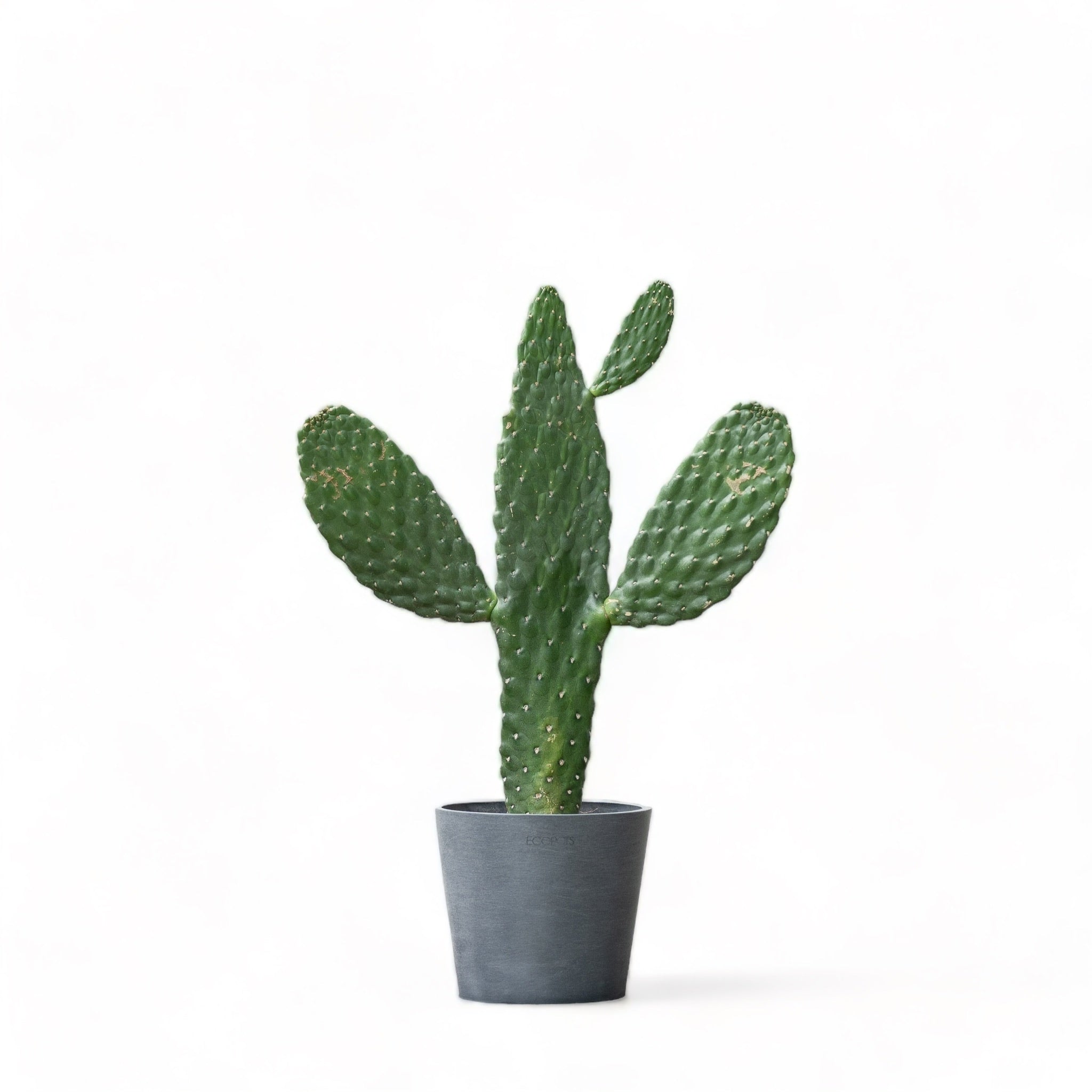 CACTUS  Shopleaf Plant Studio
