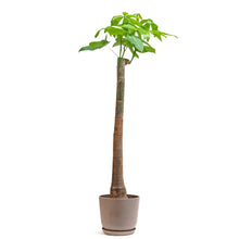 将图片加载到图库查看器，Bonsai Money Tree (L) in Ecopots