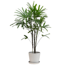 将图片加载到图库查看器，Rhapis (L) in Nursery Pot