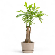 Load image into Gallery viewer, Bonsai Money Plant (M1) in Ecopots