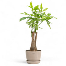 将图片加载到图库查看器，Bonsai Money Plant (M1) in Ecopots