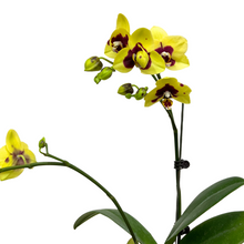 Load image into Gallery viewer, Yellow Orchid (M) in Ecopots