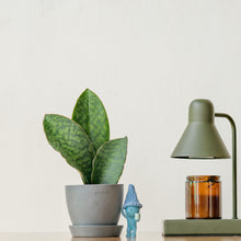 将图片加载到图库查看器，3in1 Whale Fin Sansevieria (S) in Ecopots