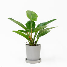 Load image into Gallery viewer, Philodendron Imperial Green