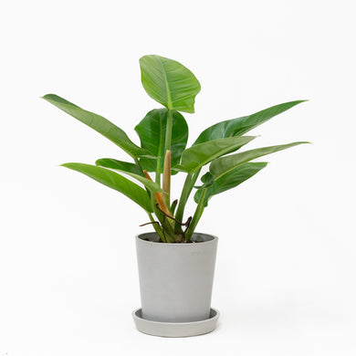 Philodendron Imperial Green