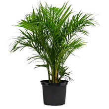 Load image into Gallery viewer, Butterfly Palm (M1) in Nursery Pot