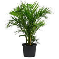 Butterfly Palm (M1) in Nursery Pot