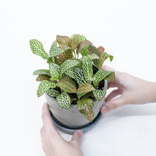 Load image into Gallery viewer, Shopleaf Fittonia Party ™️ in Ecopots