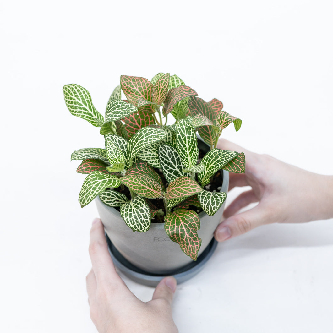 Shopleaf Fittonia Party ™️ in Ecopots