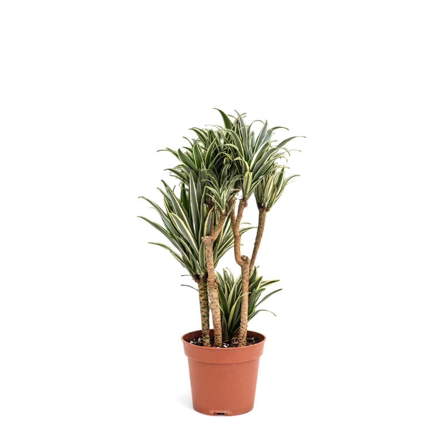 dracaena ph Dracaena warneckii (S) in Nursery Pot – Shopleaf Plant Studio
