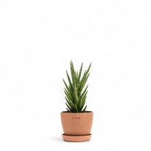 将图片加载到图库查看器，Sansevieria francisii (M) in Ecopots