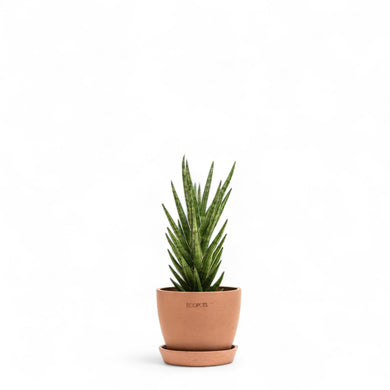 Sansevieria francisii (M) in Ecopots