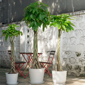 money tree plant in the philippines Braided Money Tree (XL) in Nursery Pot – Shopleaf Plant Studio