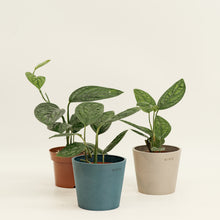 将图片加载到图库查看器，Monstera Peru (S) in Ecopots