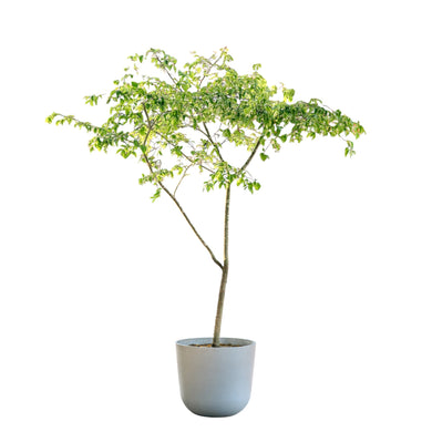 Suamei (XL4) in Nursery Pot