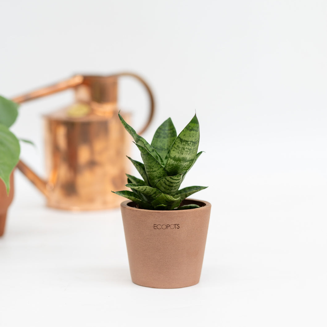 Sansevieria Hybrid (XS) in Ecopots