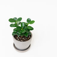Green Island Ficus (S) in Ecopots