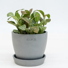 Load image into Gallery viewer, Shopleaf Fittonia Party ™️ in Ecopots