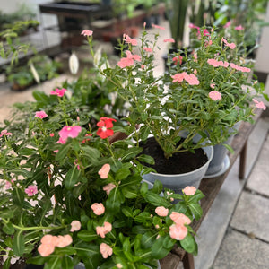 Periwinkle in Clear Pot