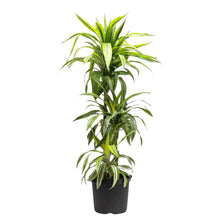 将图片加载到图库查看器，Dracaena Lemon Lime (L) in Nursery Pot