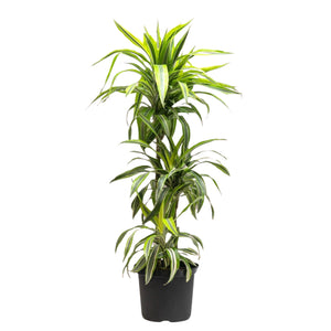 Dracaena Lemon Lime (L) in Nursery Pot