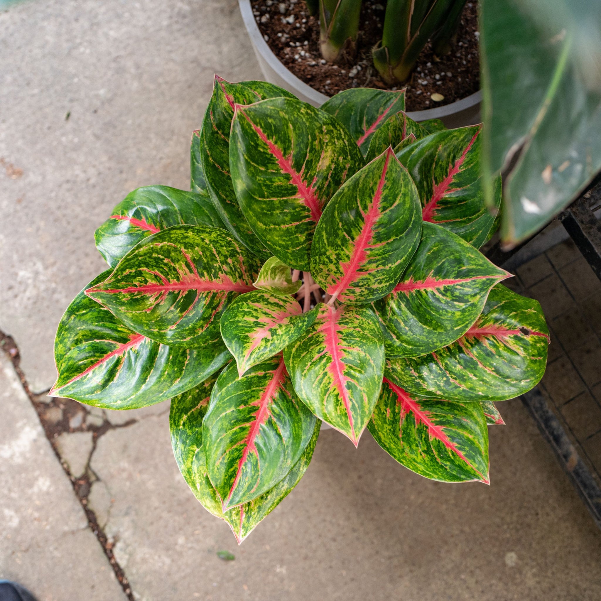 AGLAONEMA – Shopleaf Plant Studio