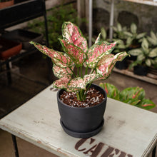 Load image into Gallery viewer, Aglaonema Tricolor in Ecopots