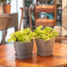 Load image into Gallery viewer, Zigzag Plant (S) in Ecopots