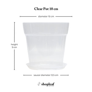 Clear Pot 10 cm - Set of 3