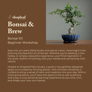 Bonsai & Brew: Bonsai 101 Beginner Workshop