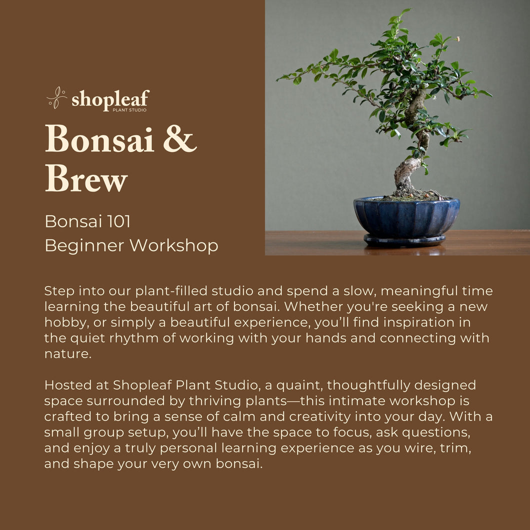 Bonsai & Brew: Bonsai 101 Beginner Workshop