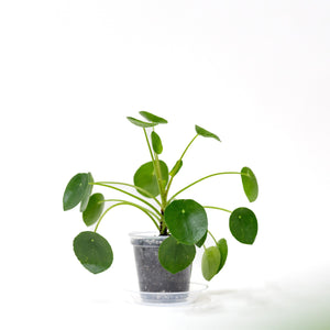 Pilea peperomioides (S) in Clear Pot